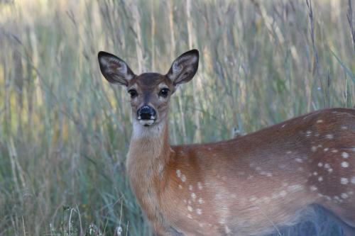 Cerf à queue blanche