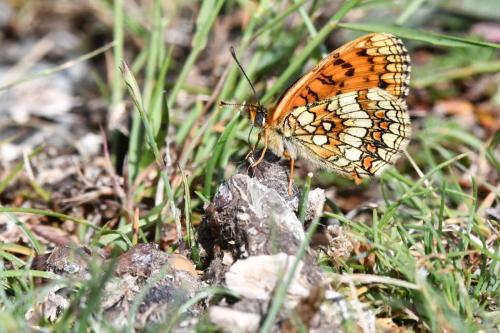 Mélitée des scabieuses ??