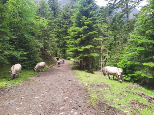 Vallée du Rioumajou