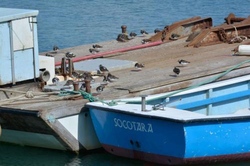 Port de Socoa, Tournepierres à collier