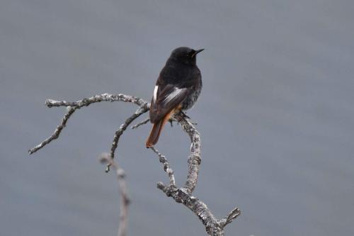Rougequeue noir à Salto del Gitano