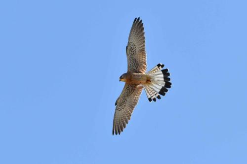 Faucon crécerellette