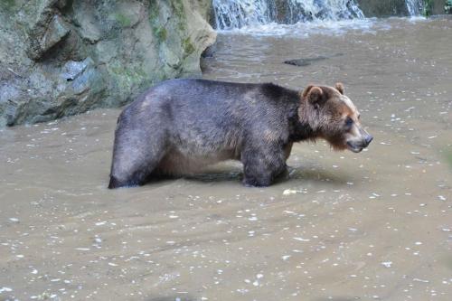 Ours grizzly