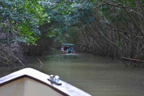 Mangrove de la baie de Génipa
