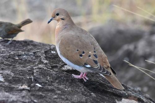 Tourterelle à queue carrée