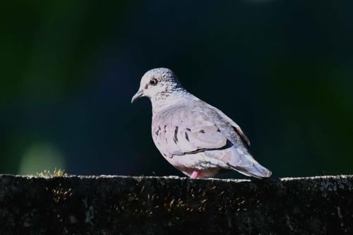 Colombe à queue noire