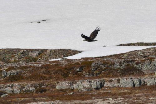 Pygargue à queue blanche
