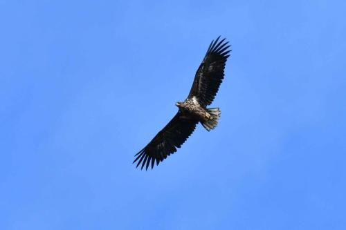 Pygargue à queue blanche
