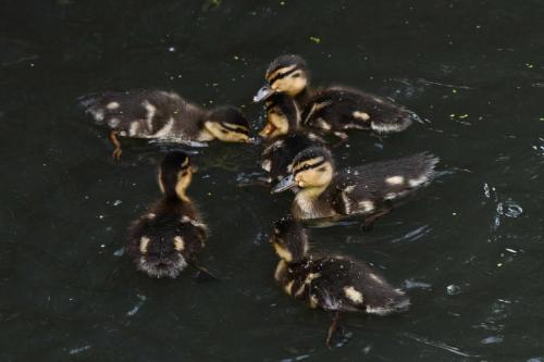 Canard colvert