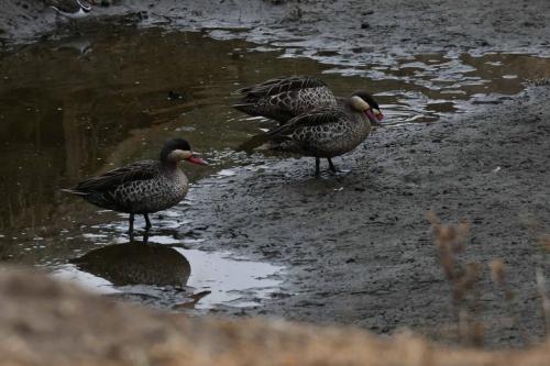 Canards à bec rouge