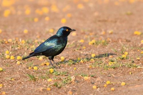 Choucador à épaulettes rouges