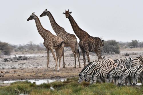 Girafes, zèbres de Burchell