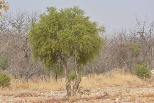 Sur la C39 en direction de Khorixas