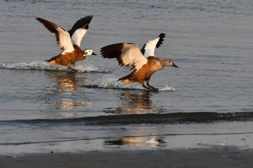 Tadornes à tête grise