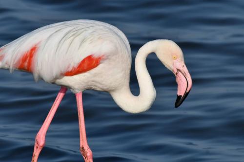Flamant rose