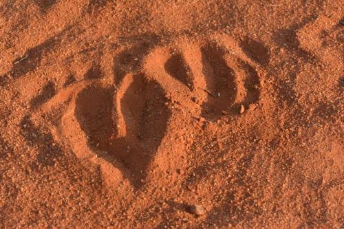 Traces d'Eland du Cap