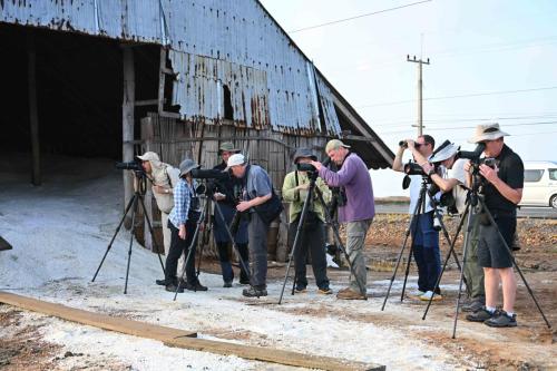 Observation des Chevaliers tachetés et Bécassins d'Asie