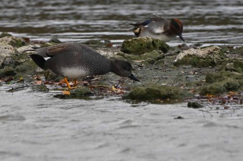 Canard chipeau et sarcelle d'hiver
