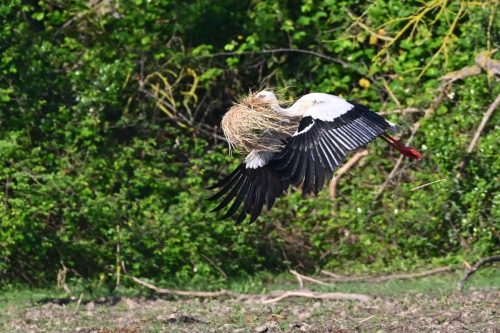 Cigogne blanche