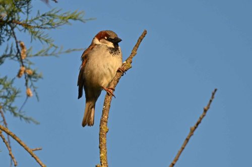 Moineau domestique