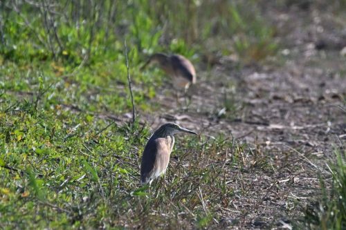 Crabiers chevelus