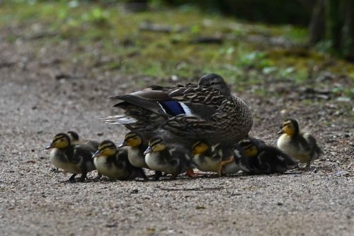Canards colverts
