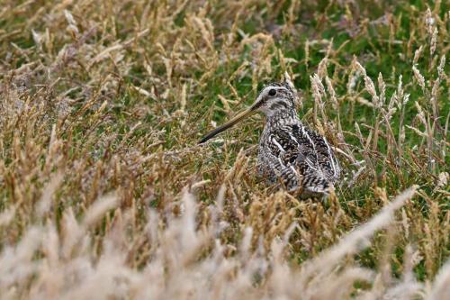 Bécassine de Magellan