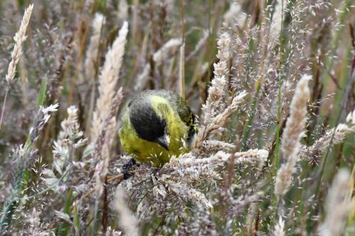 Chardonneret à menton noir