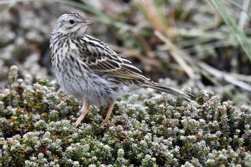 Pipit correndera