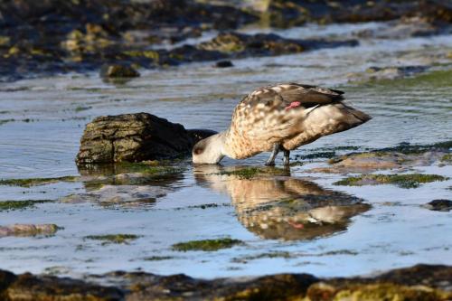 Canard huppé