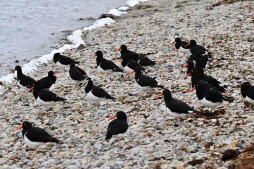 Huîtriers de Garnot