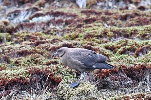 Labbe antarctique immature