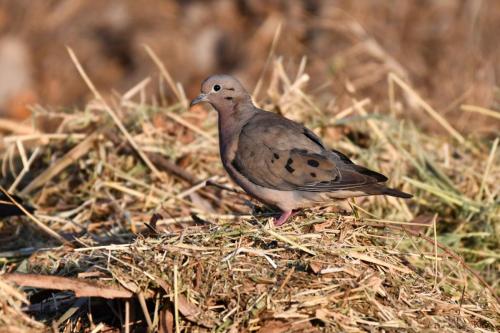 Tourterelle oreillarde