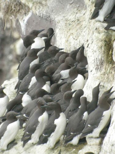 Guillemots de troïl