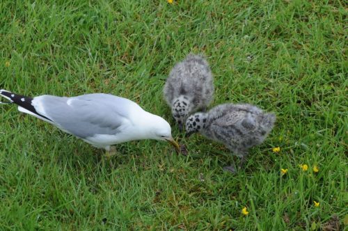 Goéland cendré avec deux poussins