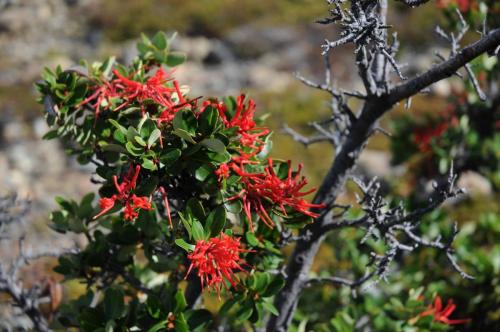 Arbre de feu du Chili 
