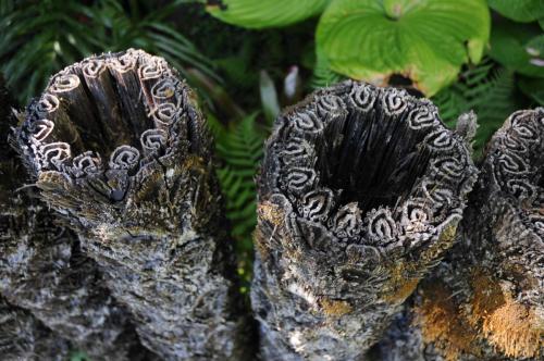 Section de tronc de fougére arborescente