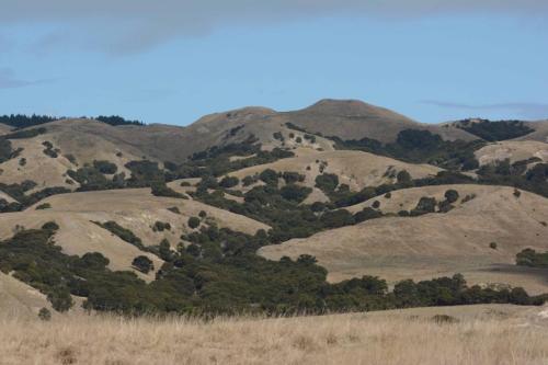 Comme la majorité de l'ile du nord, la forêt primaire a été coupée au 19ème siècle pour laisser la place pour des paturages pour le bétail 
