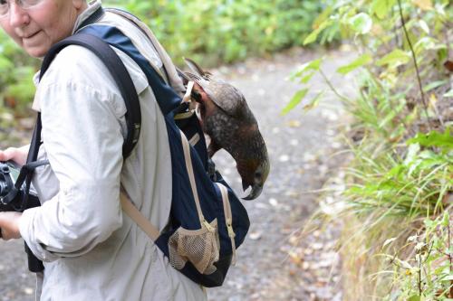 Les Nestors ont appris à ouvrir les sacs à dos pour chercher à manger et n'hésitent pas à se poser sur nous 