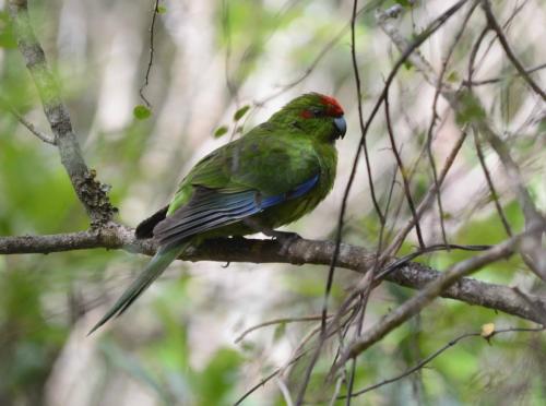 Perruche de Sparrman