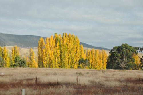 Les peupliers ont leurs plus belles couleurs d'automne