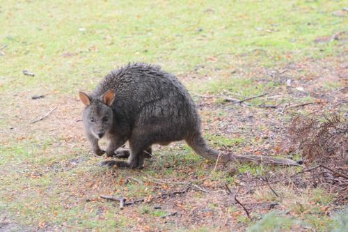 Pendemelon (Wallaby de Tasmanie)