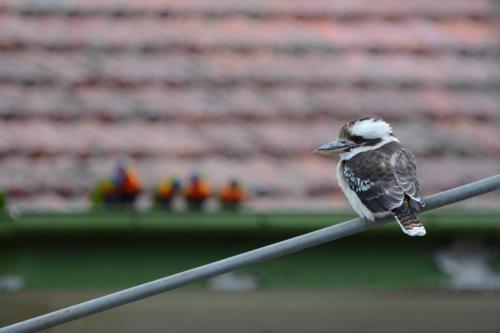 Martin-chasseur géant