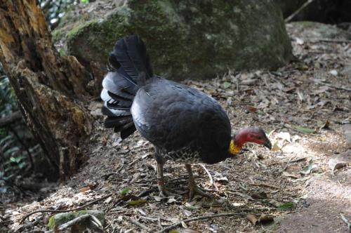 Talégalle de Latham