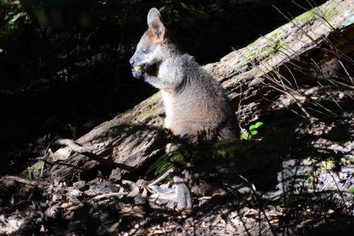 Wallaby à cou roux