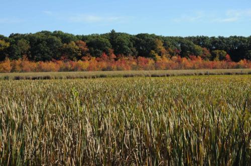 Réserve de Great Meadows