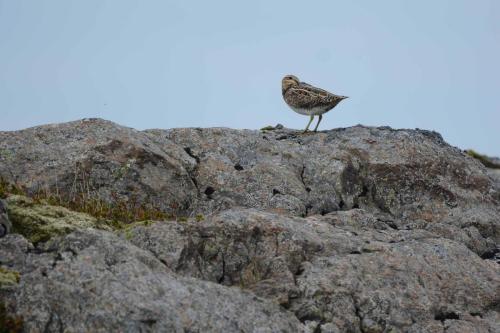 Bécassine des marais