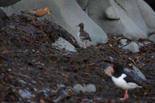 Barge à queue noire, jeune Huitrier pie et adulte