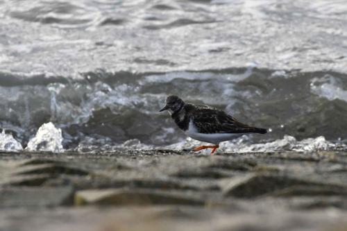 Tournepierre à collier