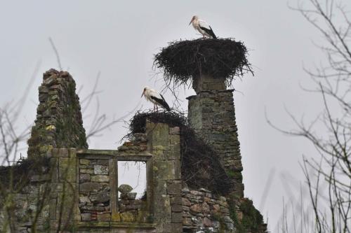 Cigognes blanches au chateau de la Rivière